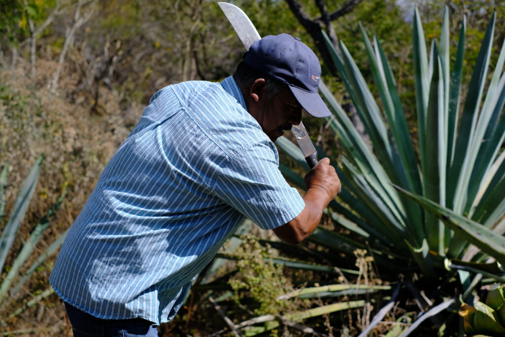 Harvesting mature agave in Mexico