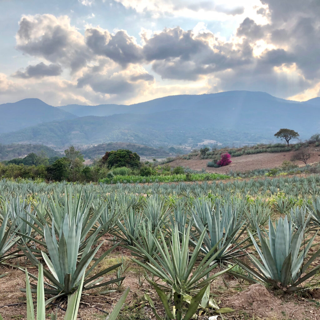 Agave fields and mountains in Oaxaca